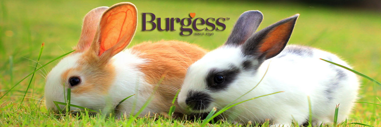 burgess logo